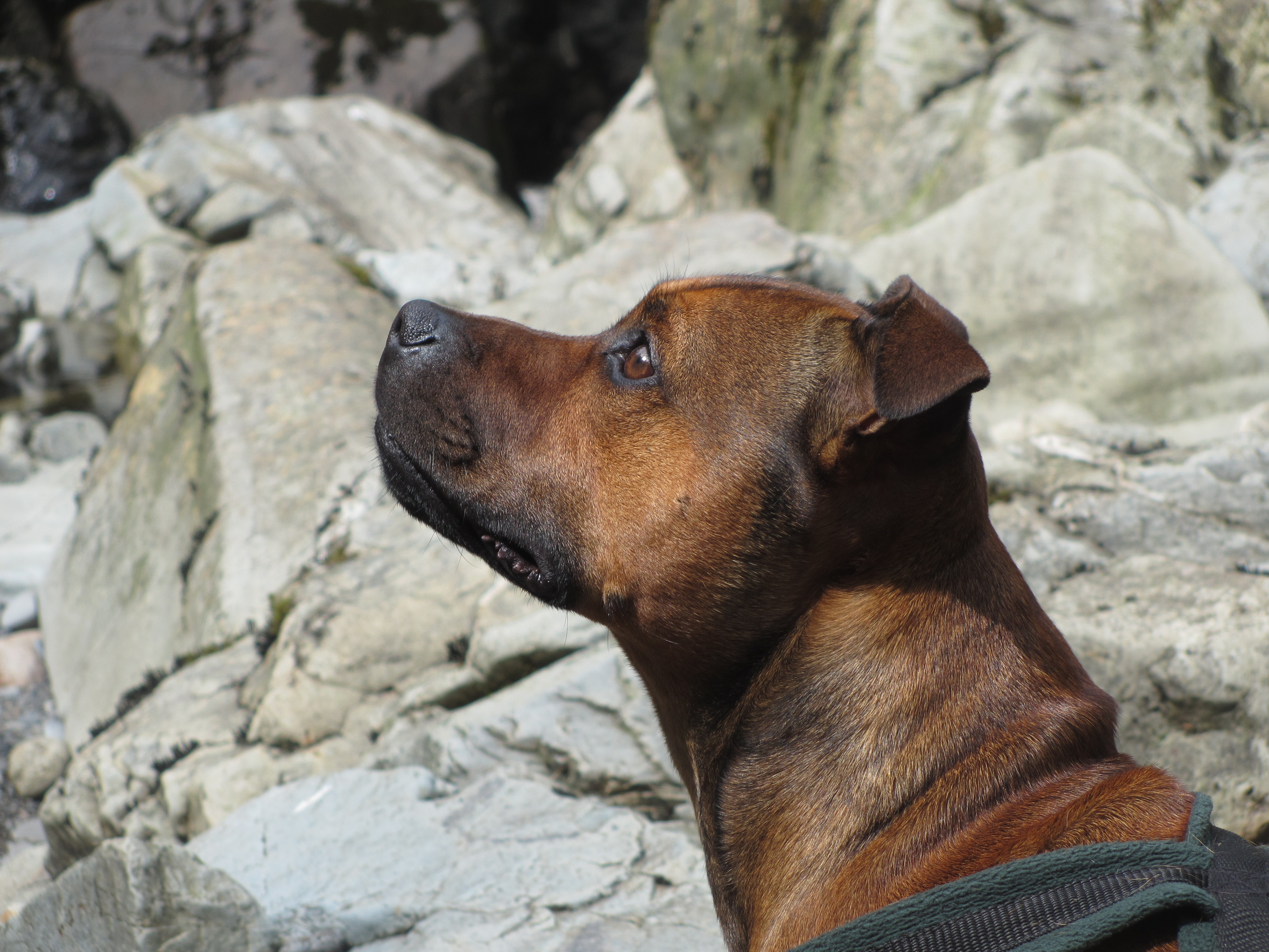 Attentive Staffordshire bull terrier looking up