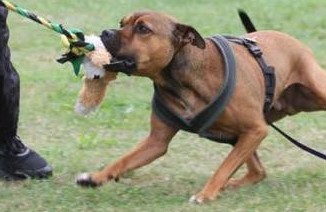 A dog playing with its owner