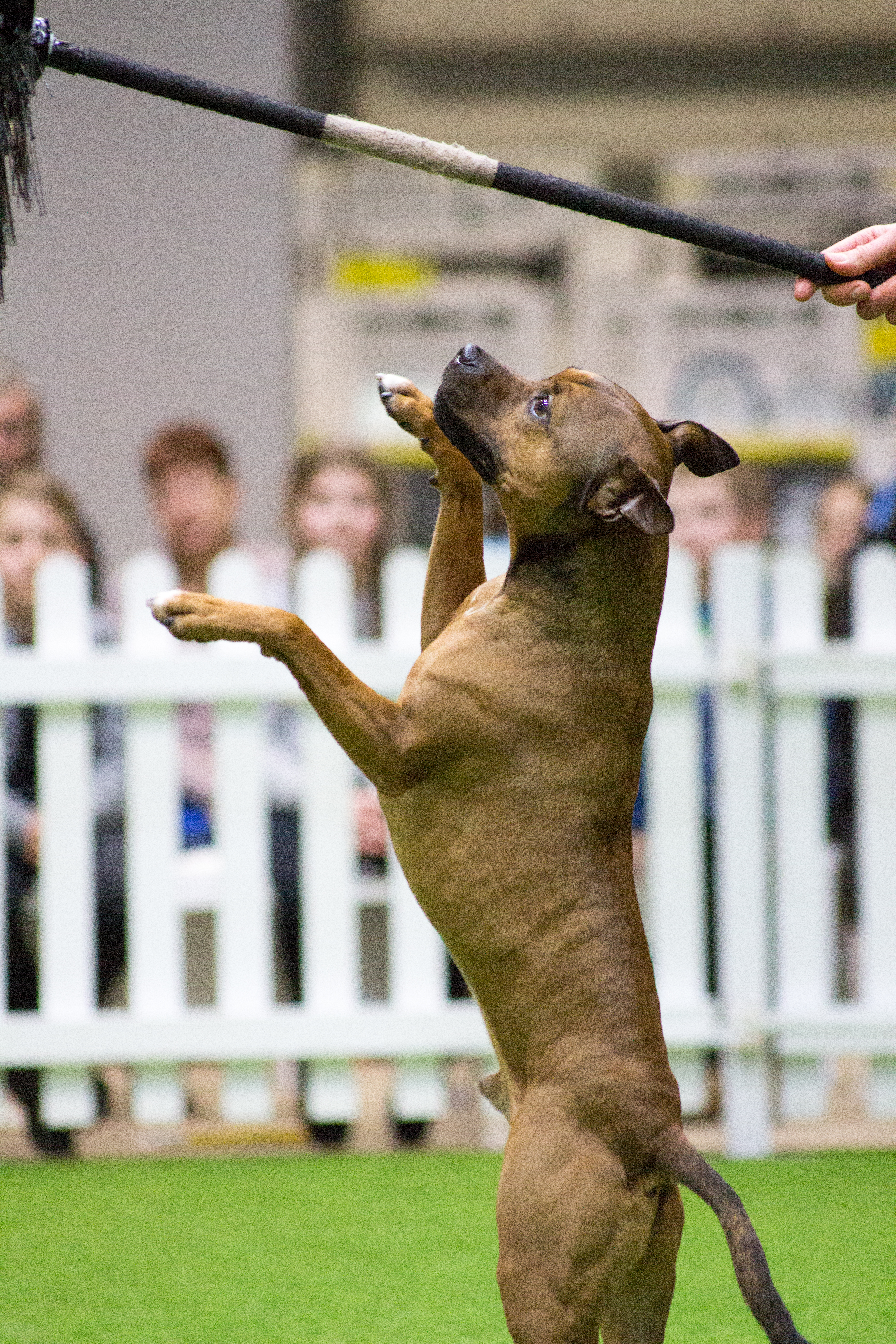 A dog performing freestyle to music