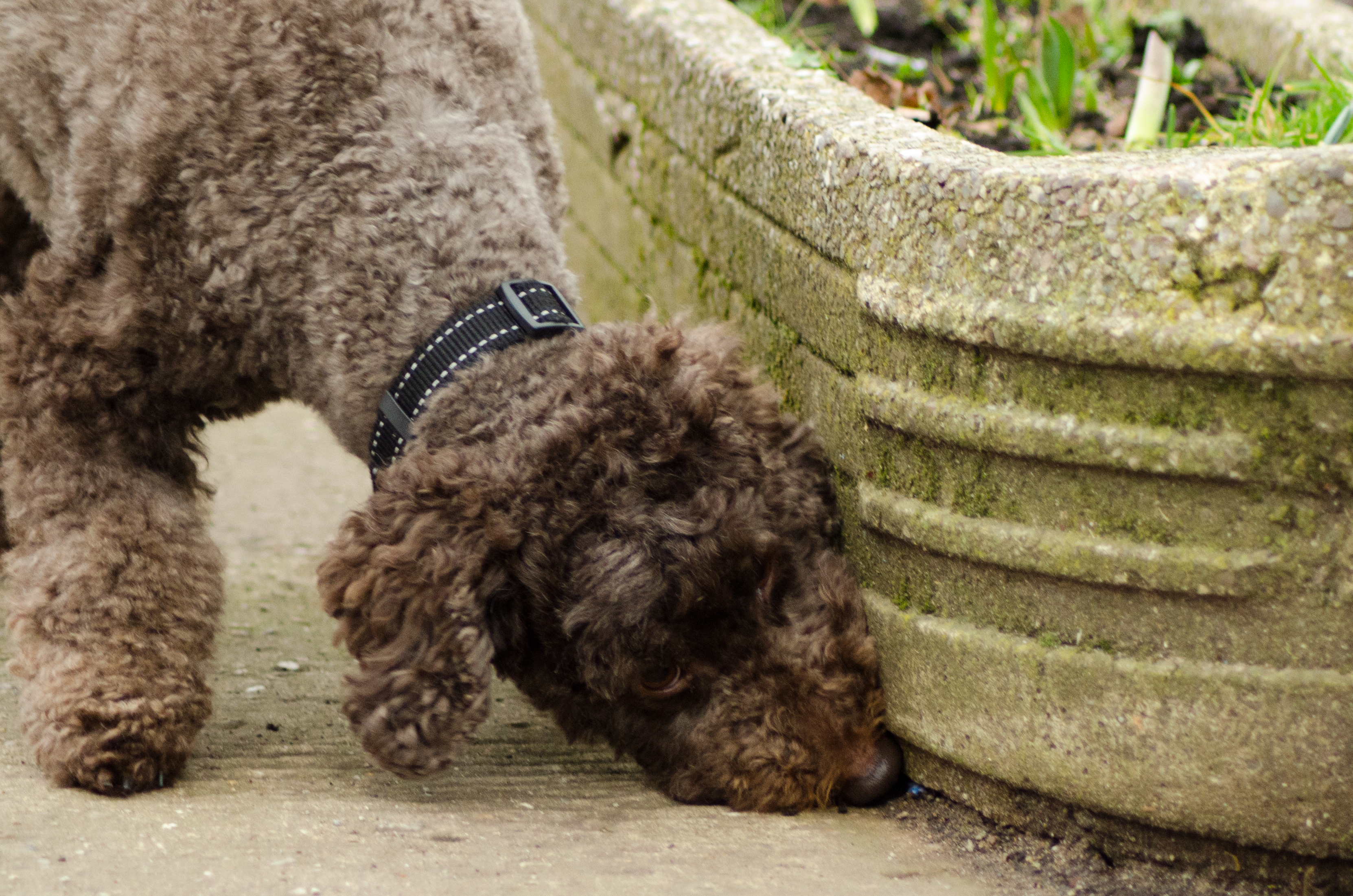 A dog working a scentwork search