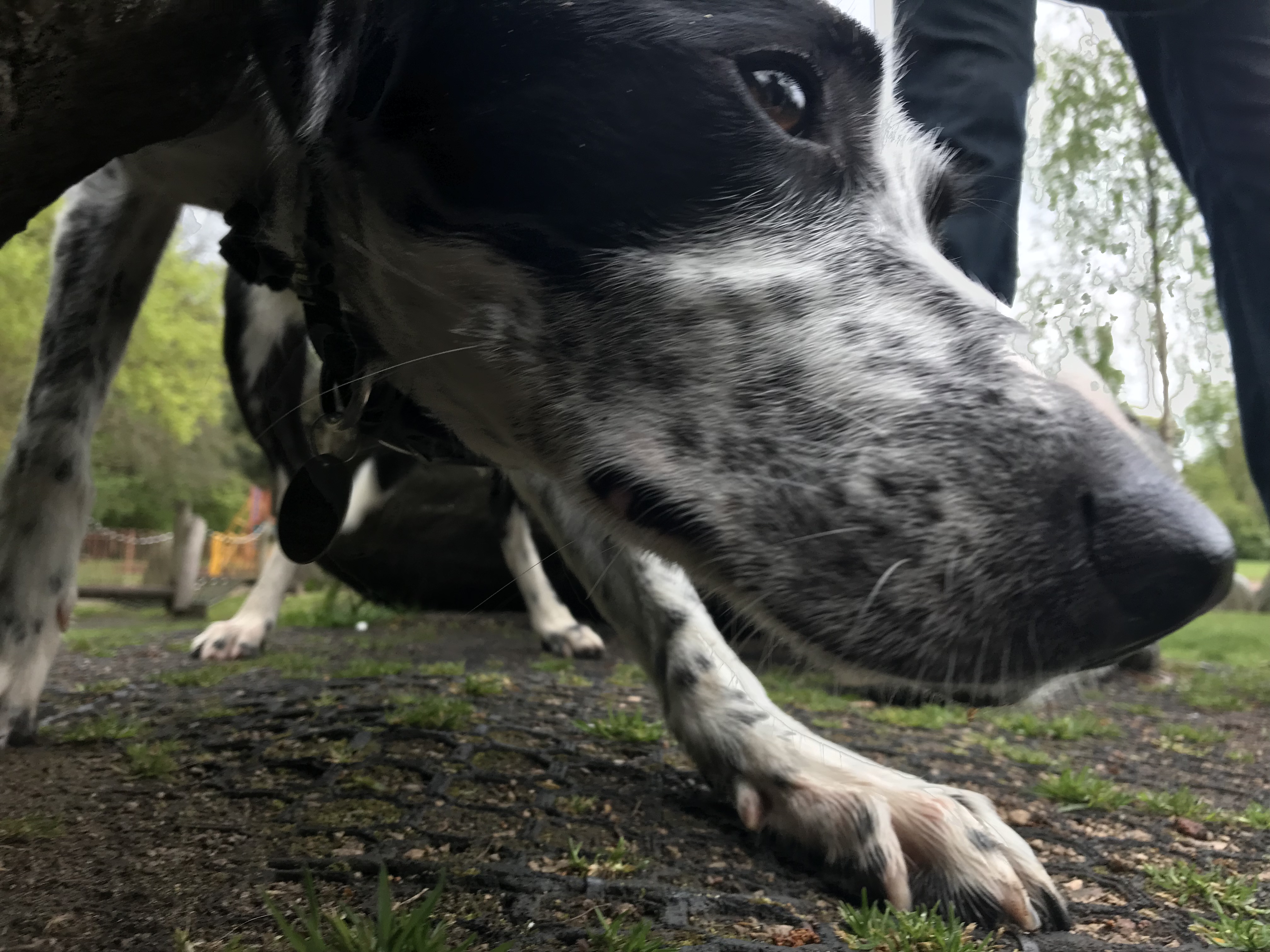 A dog taking part in a scent class