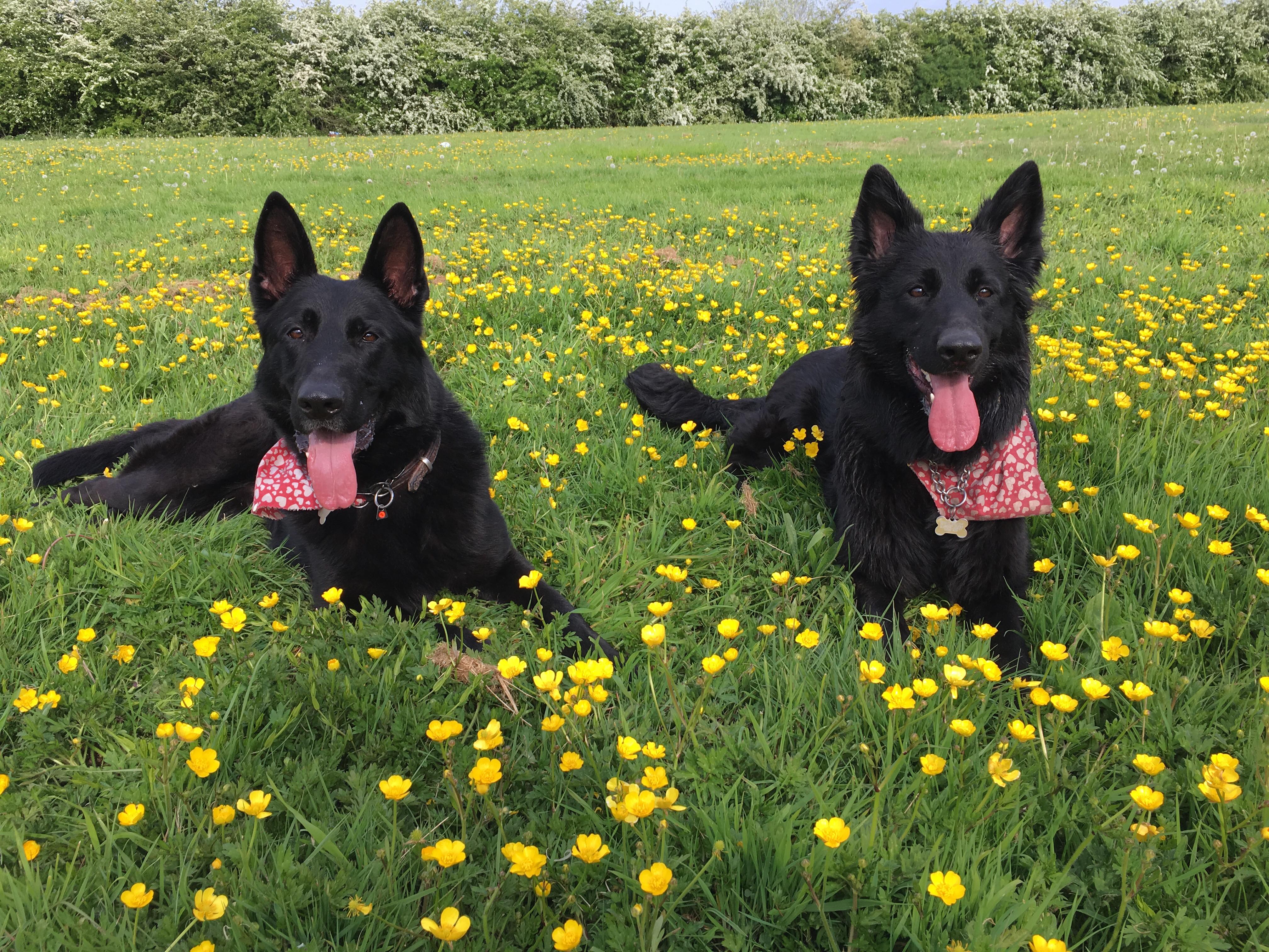 A happy client and their dog