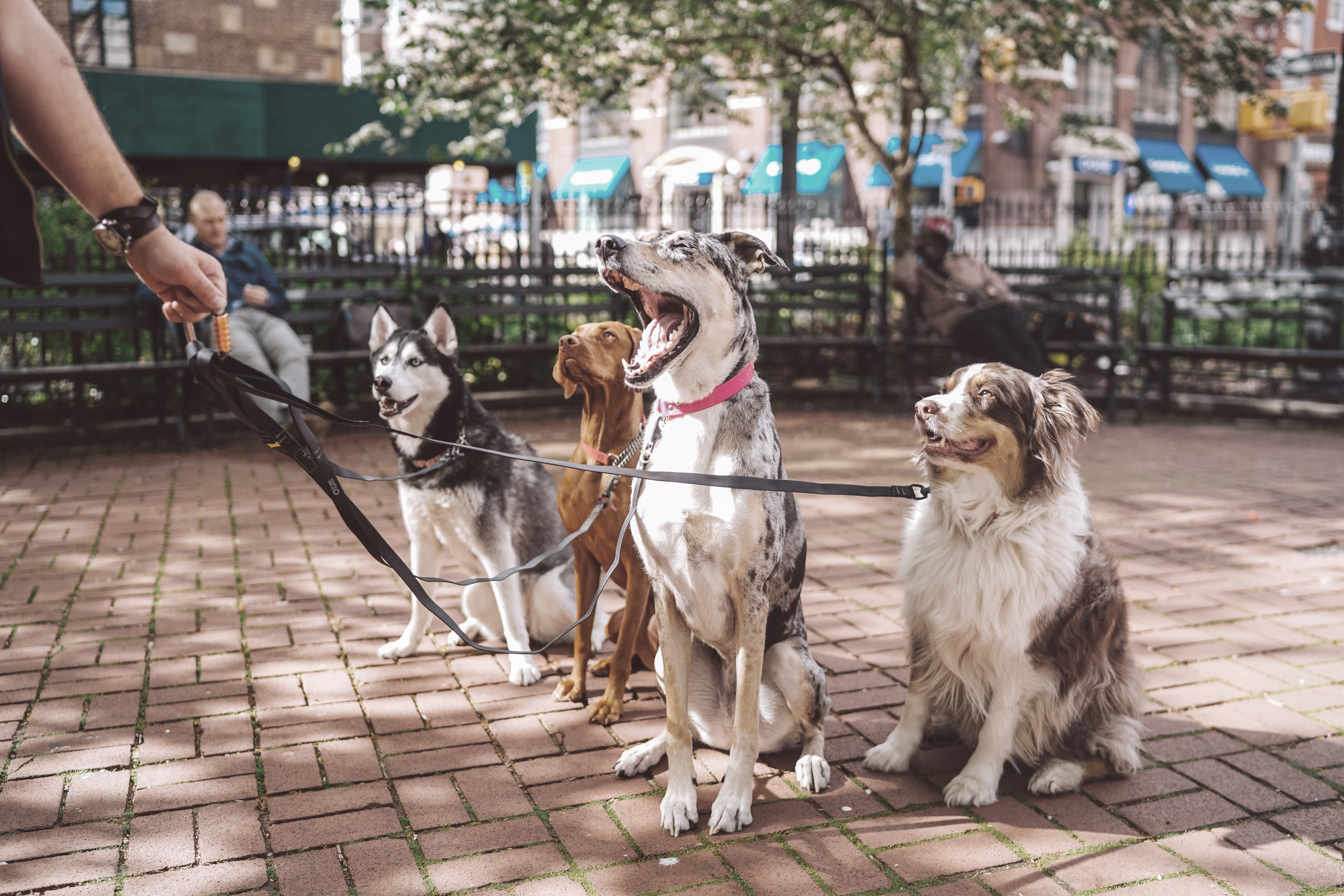 A dog out on a training walk