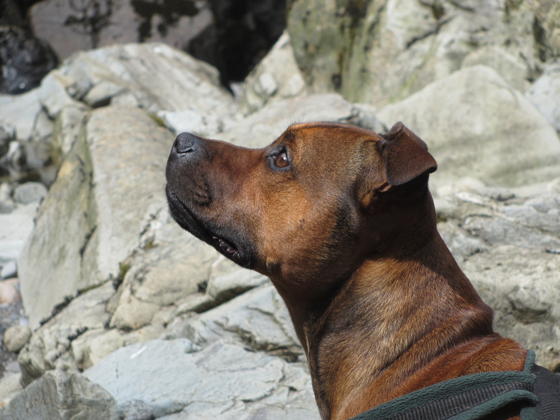 Attentive Staffordshire bull terrier looking up